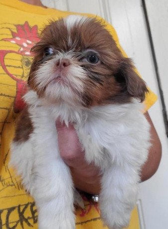 awesome-shih-tzu-puppies-available-for-sale-big-1