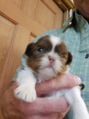 awesome-shih-tzu-puppies-available-for-sale-big-0