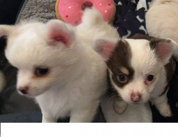 2-purebred-chihuahua-long-haired-puppies-1-female-1-male-big-0