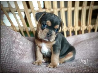 French Bulldog Puppies Blue and Tan Carrying co co