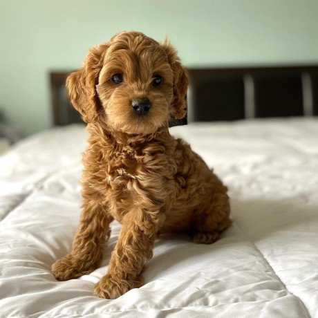 cavoodle-puppies-for-sale-big-0
