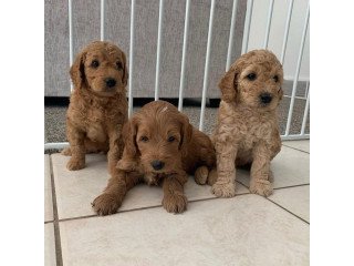 Goldendoodle Puppies for sale