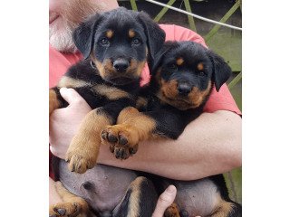 Outstanding Rottweiler Puppies