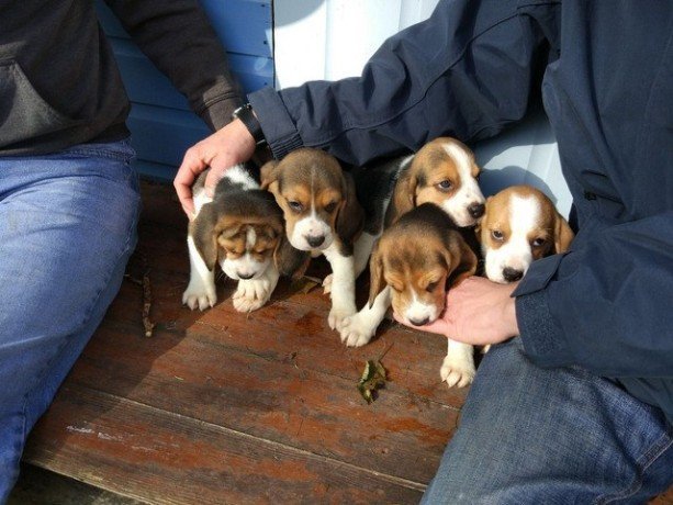beagle-puppies-available-big-0