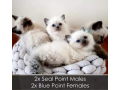 purebred-ragdoll-kittens-health-guaranteed-perfect-markings-small-0