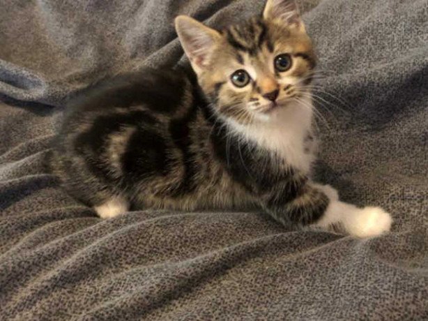 pure-breed-tabby-kitten-available-for-rehome-big-0