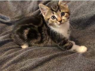Tabby kitten available for rehoming