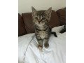 tabby-kitten-available-for-rehoming-small-0