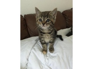 Tabby kitten available for rehoming
