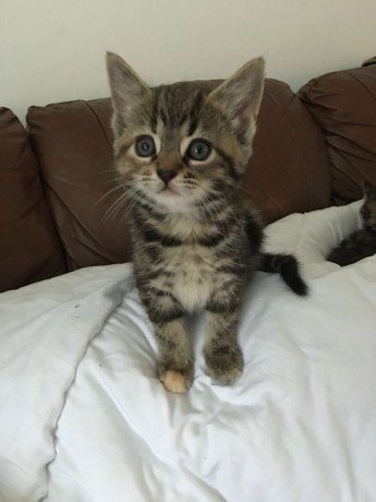 tabby-kitten-available-for-rehoming-big-0