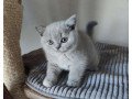 full-pedigree-british-shorthair-kittens-ready-now-small-0