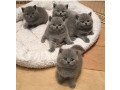 4-scottish-fold-kittens-available-for-rehoming-small-0