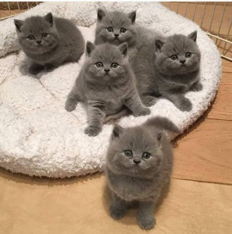 4-scottish-fold-kittens-available-for-rehoming-big-0