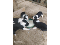 border-collie-pups-for-sale-small-0