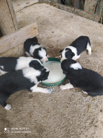 border-collie-pups-for-sale-big-0