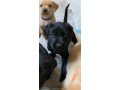 labrador-pups-avaialble-for-rehoming-small-0