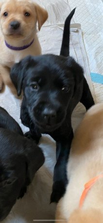 labrador-pups-avaialble-for-rehoming-big-0