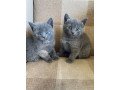 russian-blue-kittens-for-sale-small-1