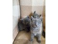 russian-blue-kittens-for-sale-small-0