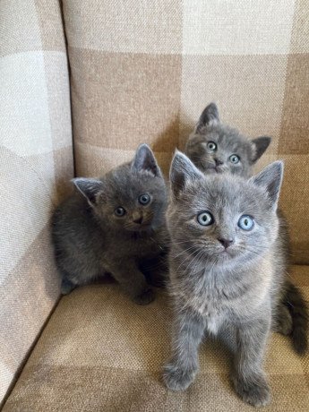 russian-blue-kittens-for-sale-big-0