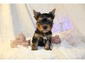 yorkshire-puppies-for-sale-small-1