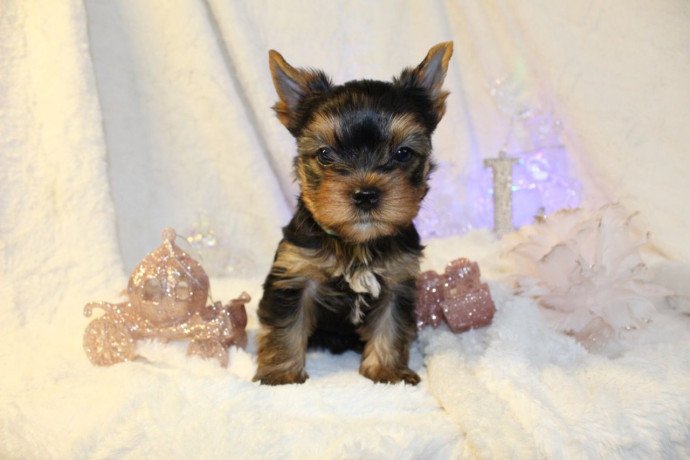 yorkshire-puppies-for-sale-big-1