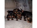 yorkshire-puppies-for-sale-small-0