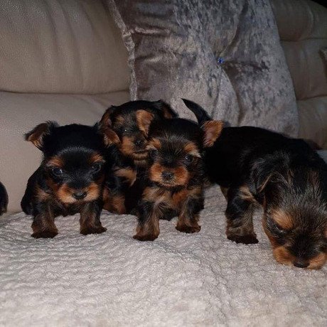 yorkshire-puppies-for-sale-big-0