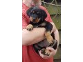 rottweiler-puppies-for-sale-small-1