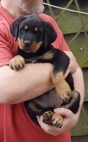 rottweiler-puppies-for-sale-big-1