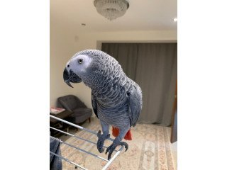 African Grey Parrots Available for sale