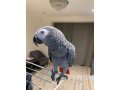 african-grey-parrots-small-1