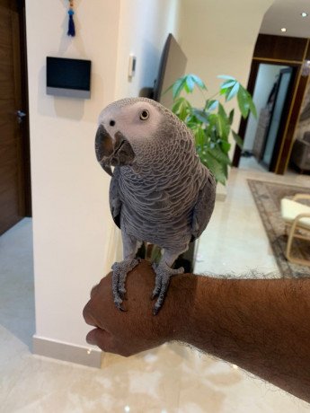 african-grey-parrots-big-0