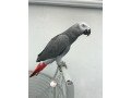 african-grey-parrots-available-small-1