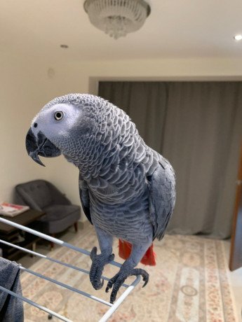 african-grey-parrots-available-big-0