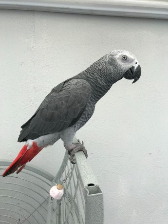 african-grey-parrots-available-big-1