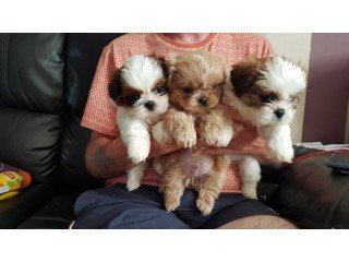 Adorable Shitz Tzu Puppies for rehoming