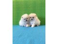 pomeranian-puppies-for-adoption-small-0