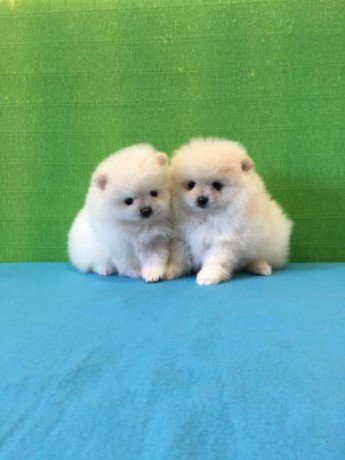 pomeranian-puppies-for-adoption-big-0