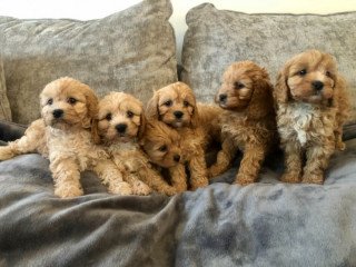 Our beautiful Cavapoo  Puppies
