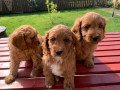 cockapoo-puppies-small-0