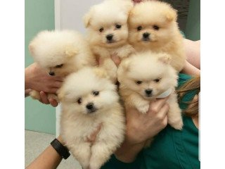 Pomeranian pups