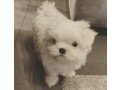 super-adorable-teacup-maltese-puppies-small-2