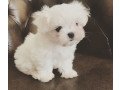 super-adorable-teacup-maltese-puppies-small-1