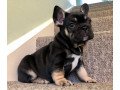 super-adorable-french-bulldog-puppies-small-0