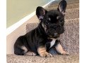 super-adorable-french-bulldog-puppies-small-1