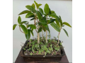 5-tree-bonsai-port-jackson-small-0