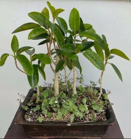 5-tree-bonsai-port-jackson-big-0