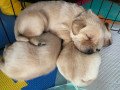 beautiful-male-and-female-labrador-puppies-small-1