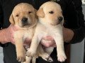 beautiful-male-and-female-labrador-puppies-small-0
